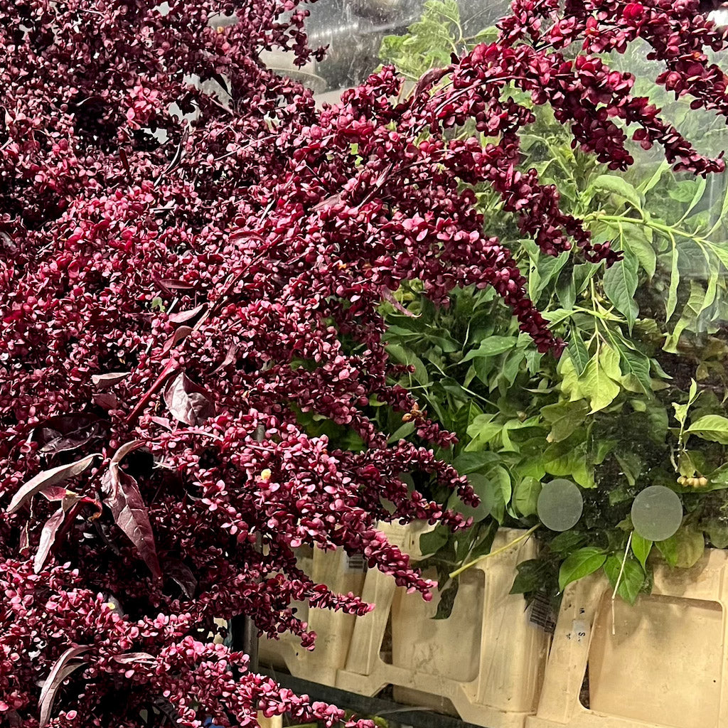 Atriplex hortensis &#39;Red Orach&#39; (Cultivated E) (x5)