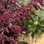 Atriplex hortensis 'Red Orach' (Cultivated E) (x5)
