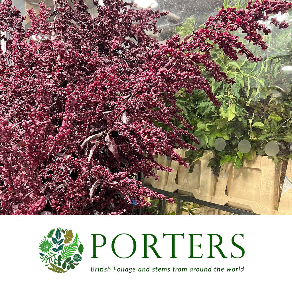 Atriplex hortensis &#39;Red Orach&#39; (Cultivated E) (x5)