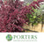 Atriplex hortensis 'Red Orach' (Cultivated E) (x5)