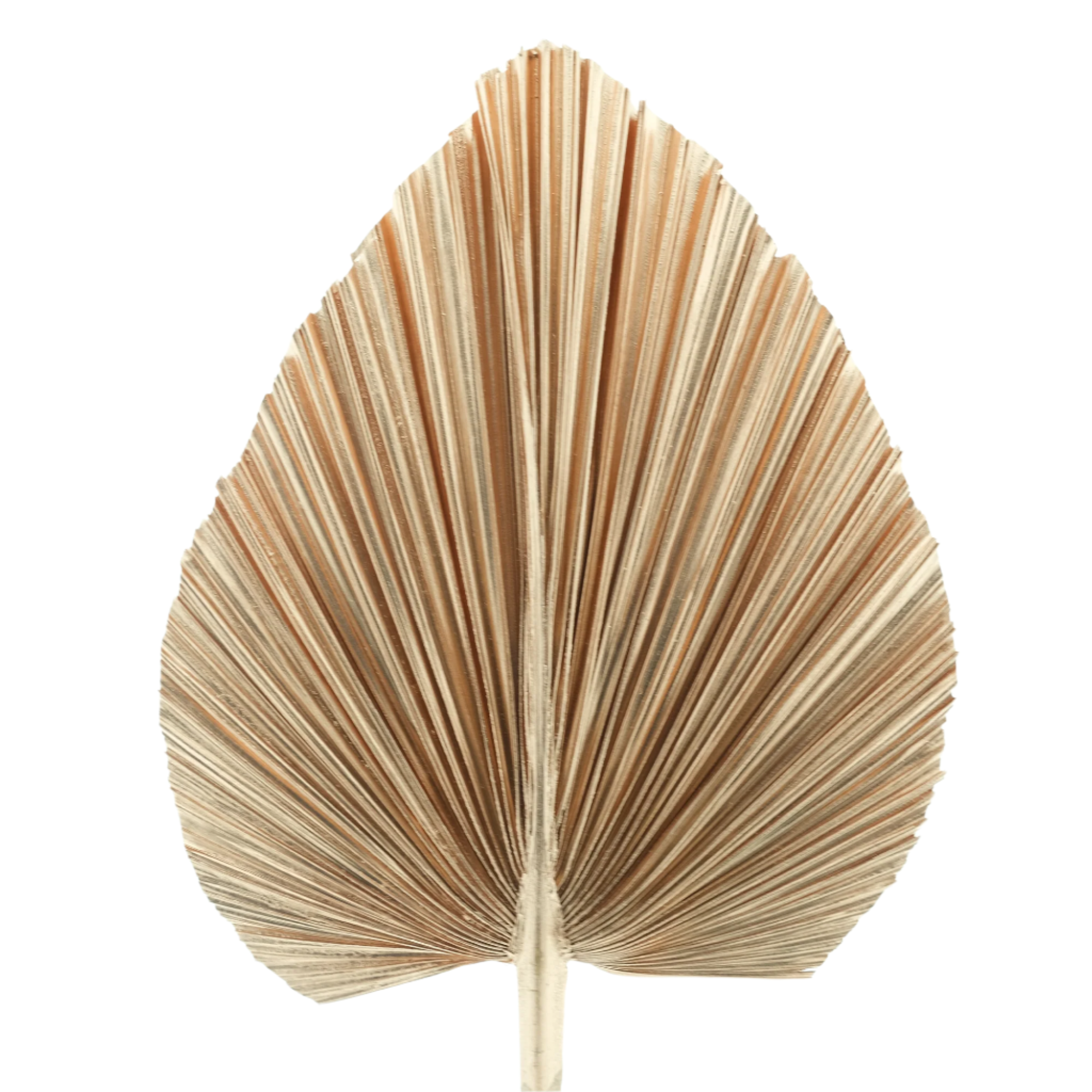 Palm Spear (DRY) Painted+Bleached (Large) 45cm +