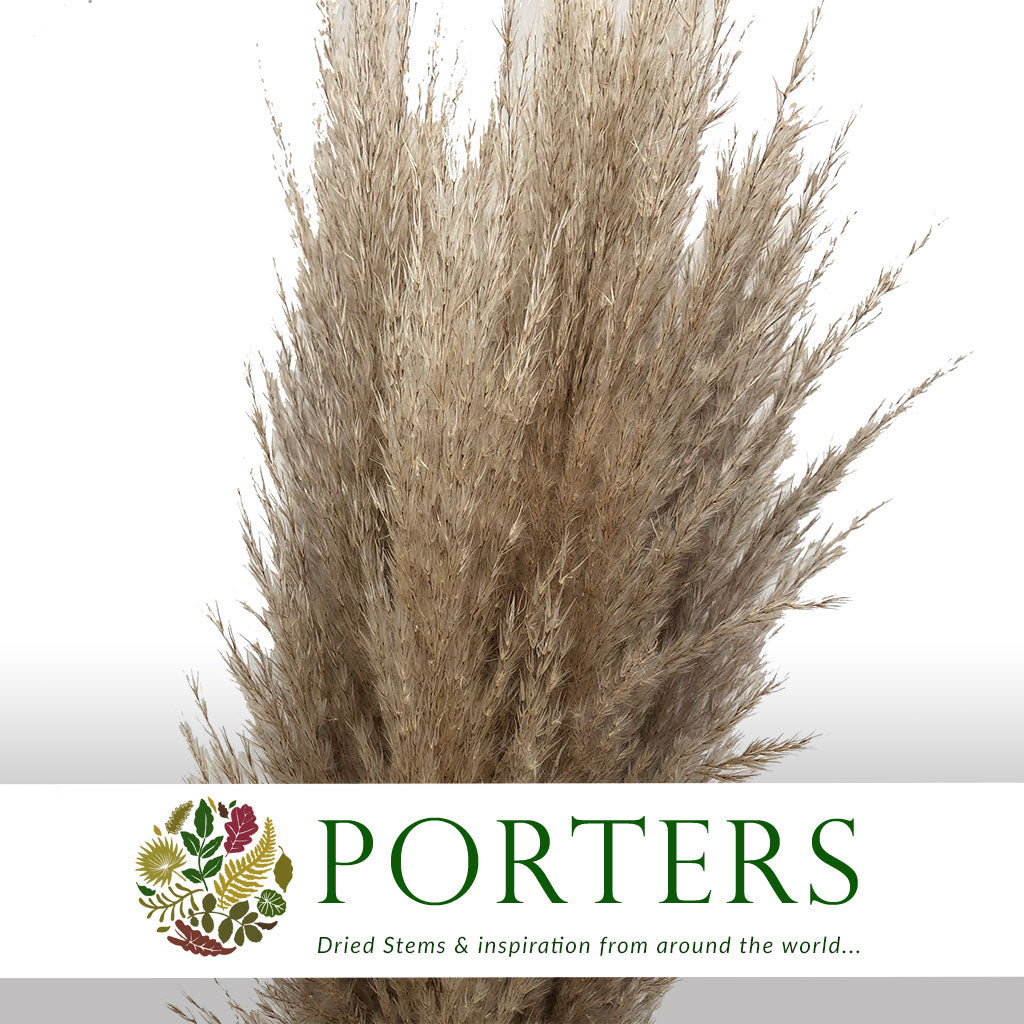 Grass &#39;Pampas&#39; (Extra Fluffy) (Natural) (DRY) (Various Sizes)