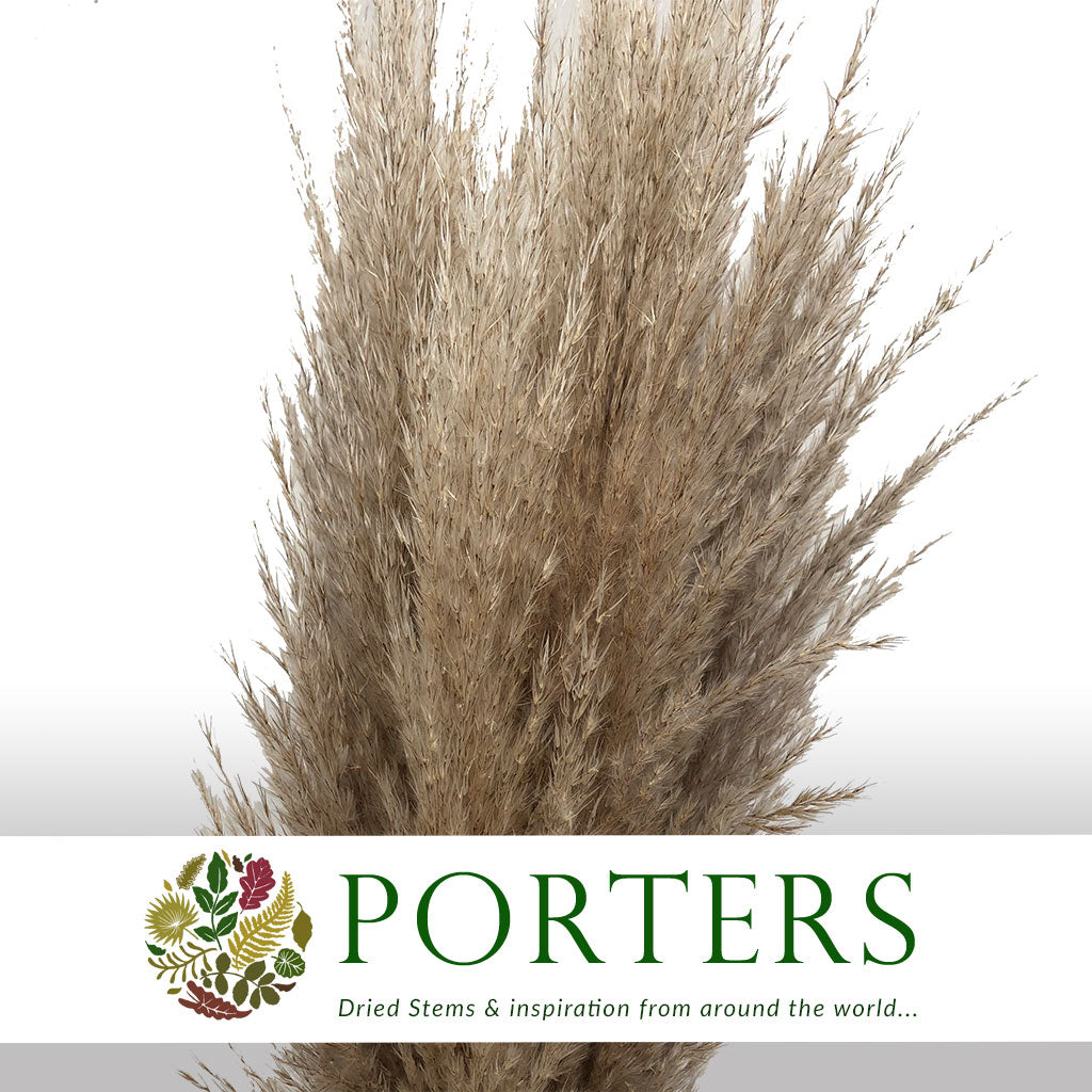 Grass 'Pampas' (Evita) (Natural) (DRY) (Various Sizes)