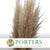 Grass 'Pampas' (Evita) (Natural) (DRY) (Various Sizes)