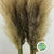 Pampas 'Fresh' Natural (Various Sizes)