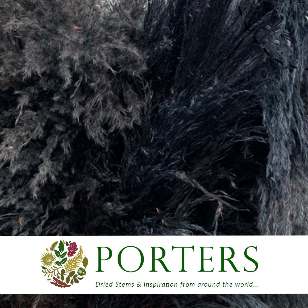 Grass 'Pampas' (Evita) (Various Colours) (DRY) 120cm (x5)