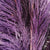 Grass 'Pampas' (Sacuara) (Coloured) (DRY) (Various Sizes)