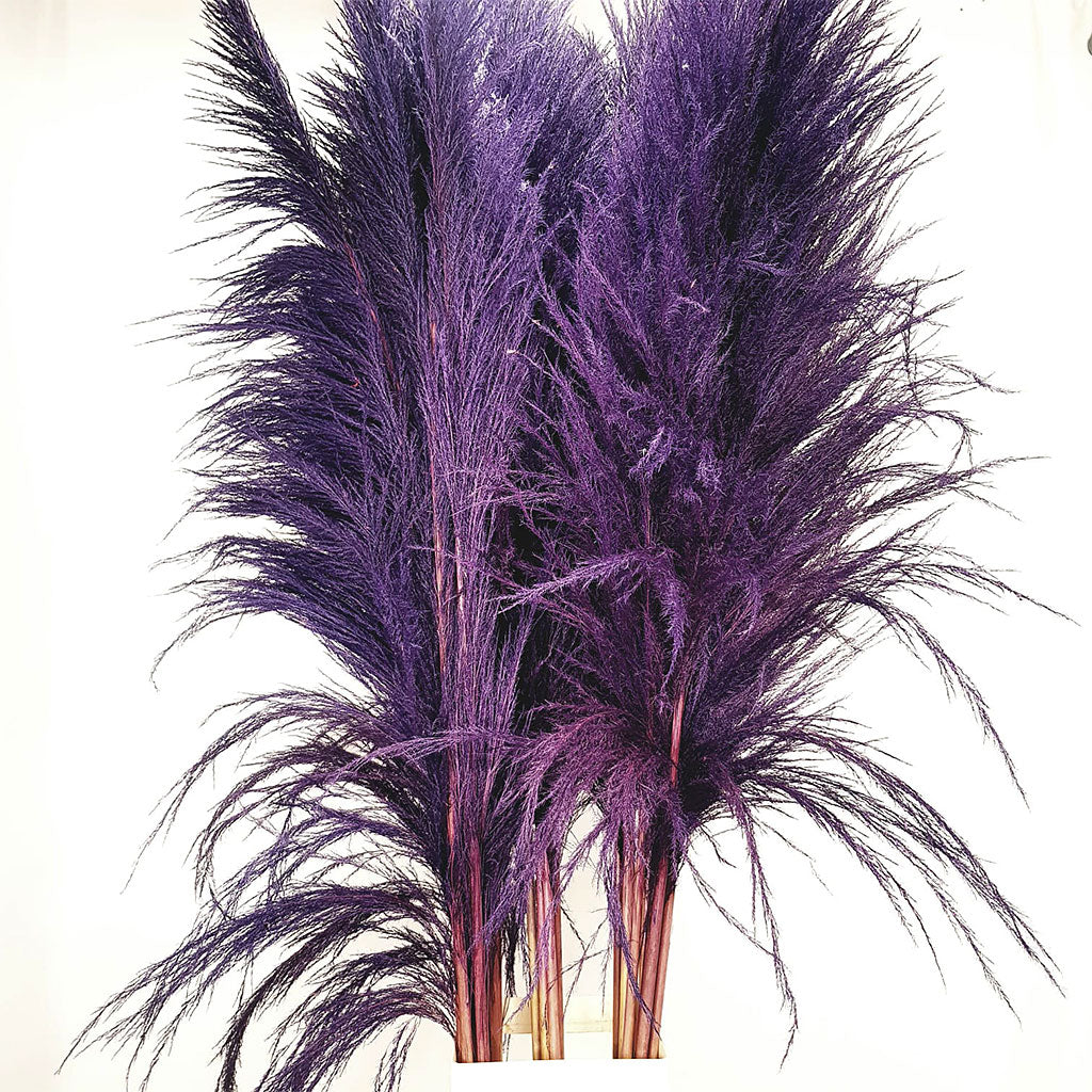 Grass &#39;Pampas&#39; (Sacuara) (Coloured) (DRY) (Various Sizes)