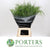 Grass 'Panicum' (Fountain Grass) (Various Lengths)