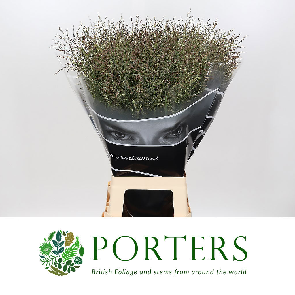 Grass &#39;Panicum&#39; (Warrior) Fountain (Various Lengths)