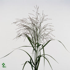 Grass Panicum 'Warrior' (Various Lengths)