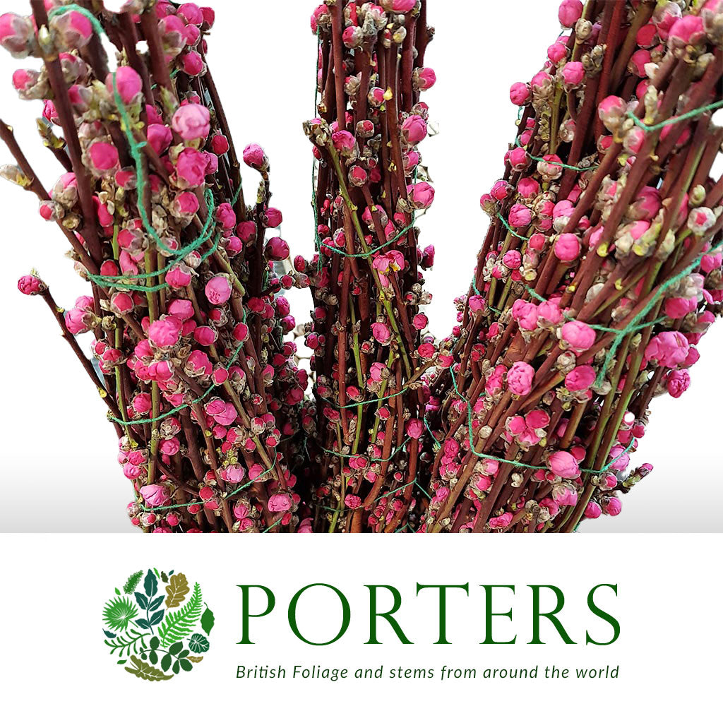 Blossom &#39;Pink&#39; (Peach) &#39;Double&#39; (Cultivated) (Various Lengths)