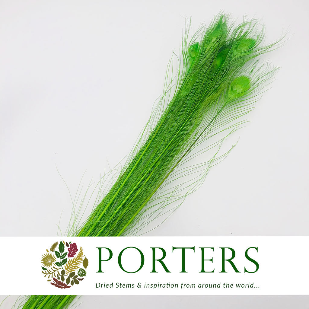Feathers &#39;Peacock&#39; 90-100cm (x10) (Various Colours)