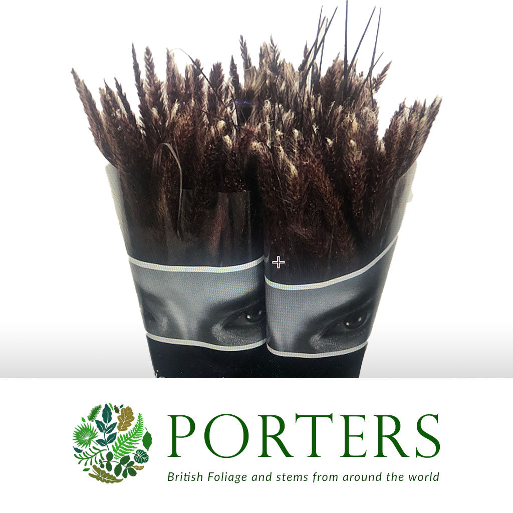 Grass &#39;Pennisitum&#39; (Rubrum) (Various Lengths)