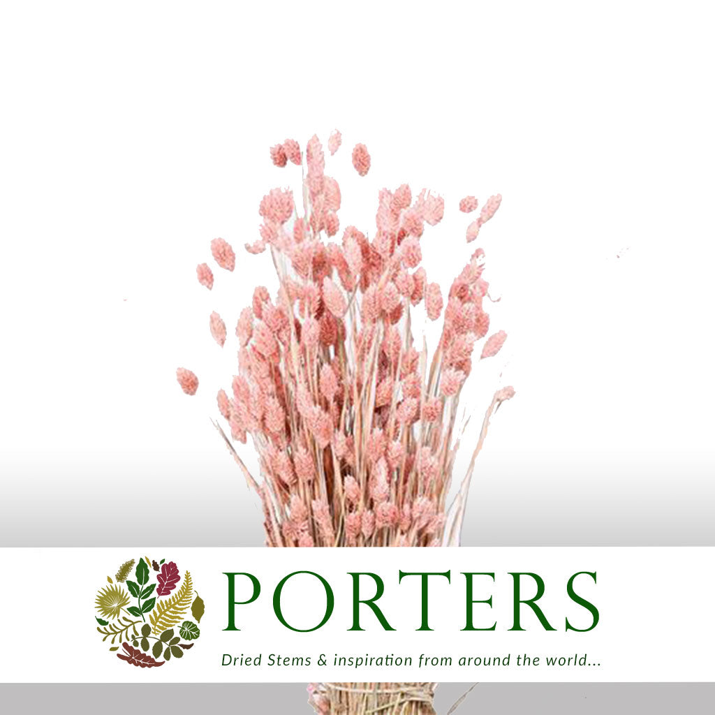 Grass 'Phalaris' (Painted) (DRY) (Various Colours)