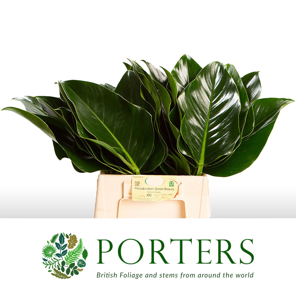 Philodendron Leaves &#39;Green Beauty&#39; (Various Lengths)