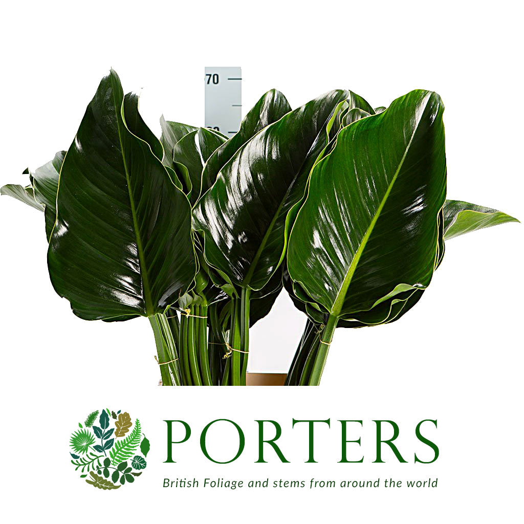 Philodendron Leaves &#39;Green Beauty&#39; (Various Lengths)