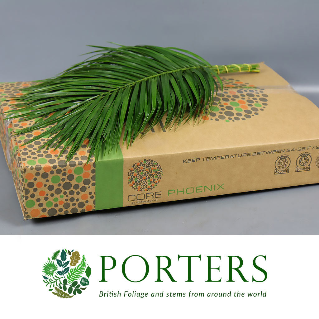 Palm 'Phoenix' Leaves (Various Sizes)