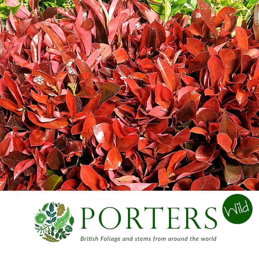 Photinia &#39;Red Robin&#39; (Wild) (Various Sizes)