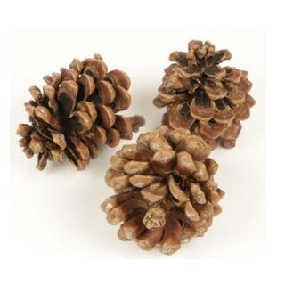 Cones &#39;Pinus Pinea&#39; (Natural) (DRY) (Various Sizes)