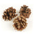 Cones 'Pinus Pinea' (Natural) (DRY) (Various Sizes)