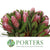 Protea 'Pink Ice' (Various Lengths)