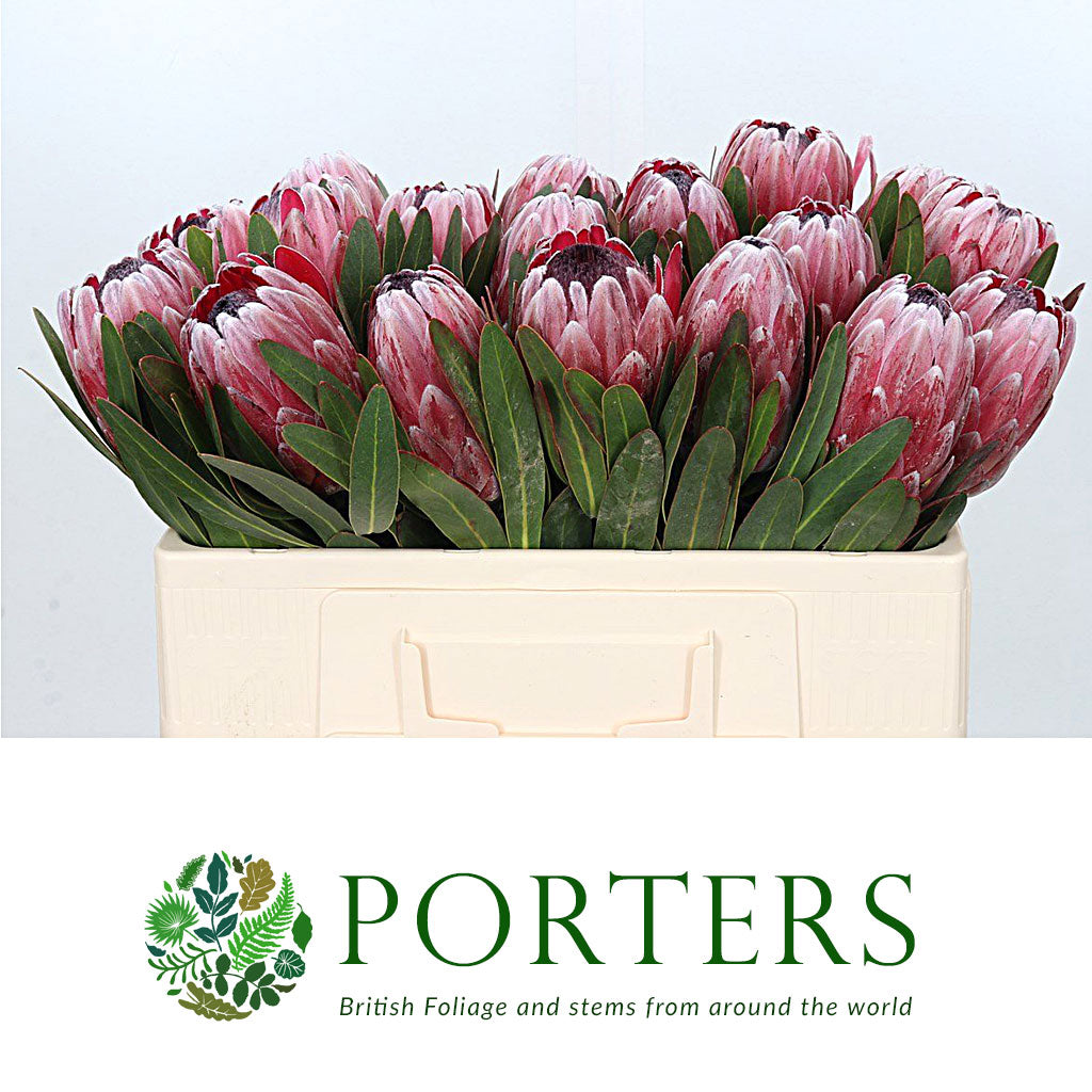 Protea &#39;Pink Ice&#39; (Various Lengths)