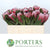 Protea 'Pink Ice' (Various Lengths)