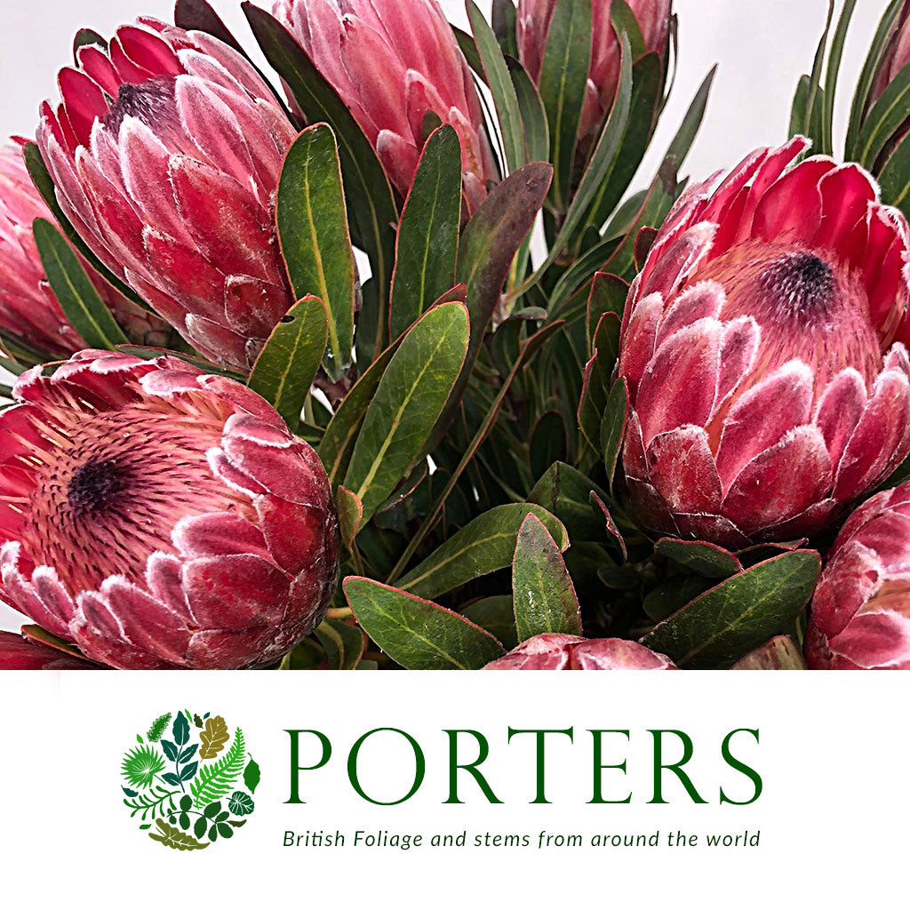 Protea &#39;Pink Ice&#39; (Various Lengths)