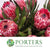 Protea 'Pink Ice' (Various Lengths)