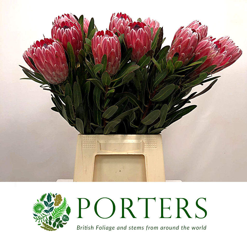 Protea &#39;Pink Ice&#39; (Various Lengths)
