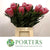 Protea 'Pink Ice' (Various Lengths)