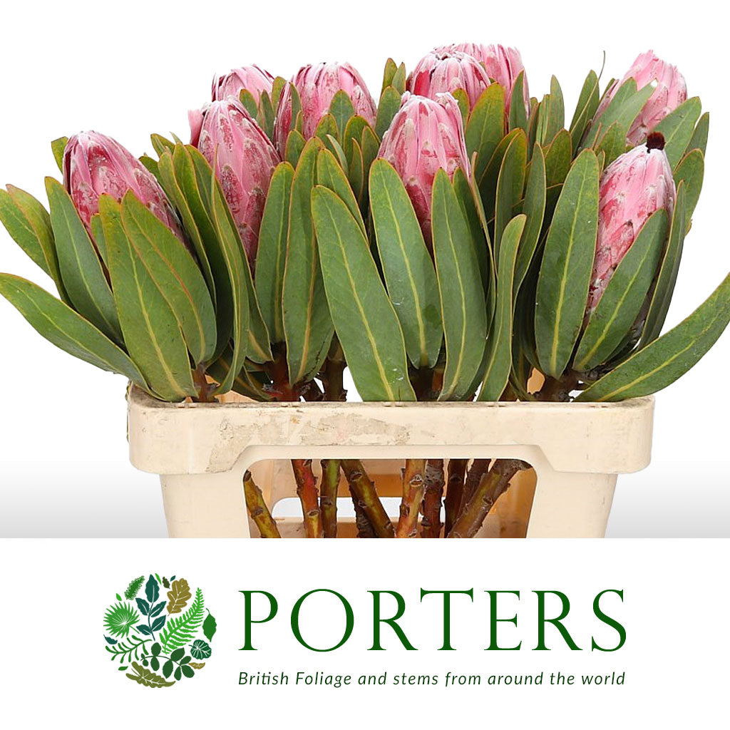 Protea 'Pink Lady' (Various Lengths)