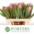 Protea 'Pink Lady' (Various Lengths)