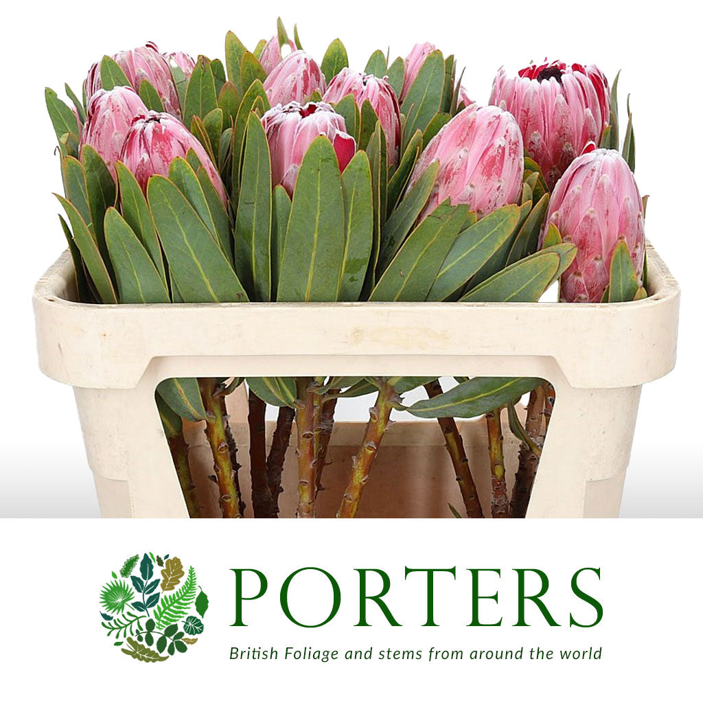Protea &#39;Pink Ice&#39; (Various Lengths)