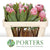 Protea 'Pink Ice' (Various Lengths)