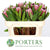 Protea 'Pink Ice' (Various Lengths)