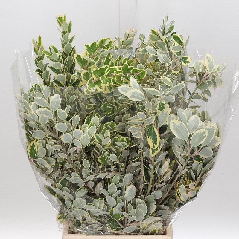 Pittosporum 'Ralphi' (Variegated) 50cm (200g) - Porters Foliage Ltd