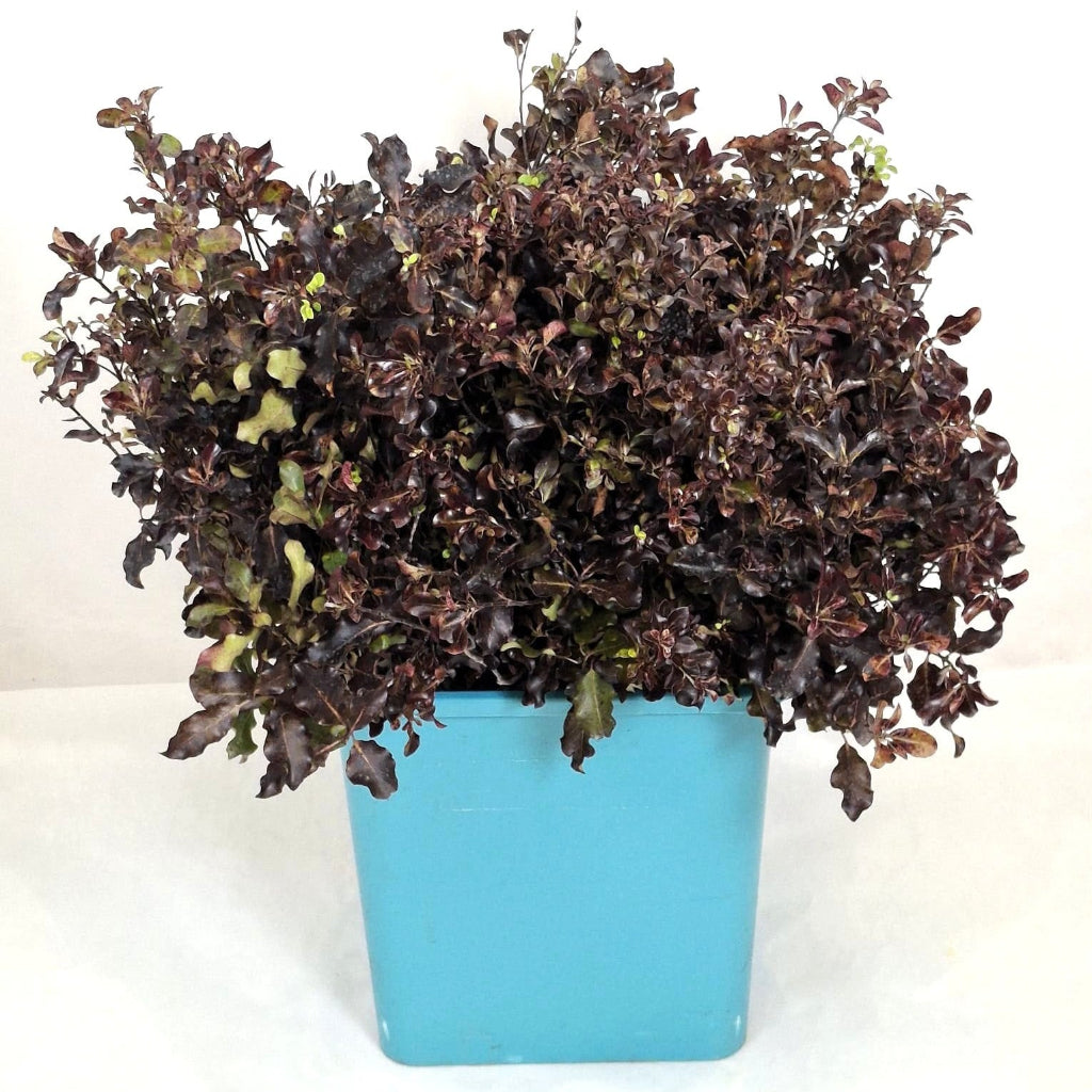 Pittosporum 'Tom Thumb' (Various Sizes)