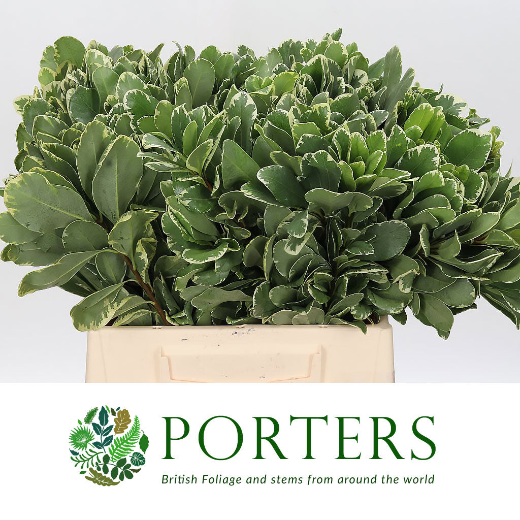 Pittosporum 'Variegated' (Large Leaf) (Various Lengths)