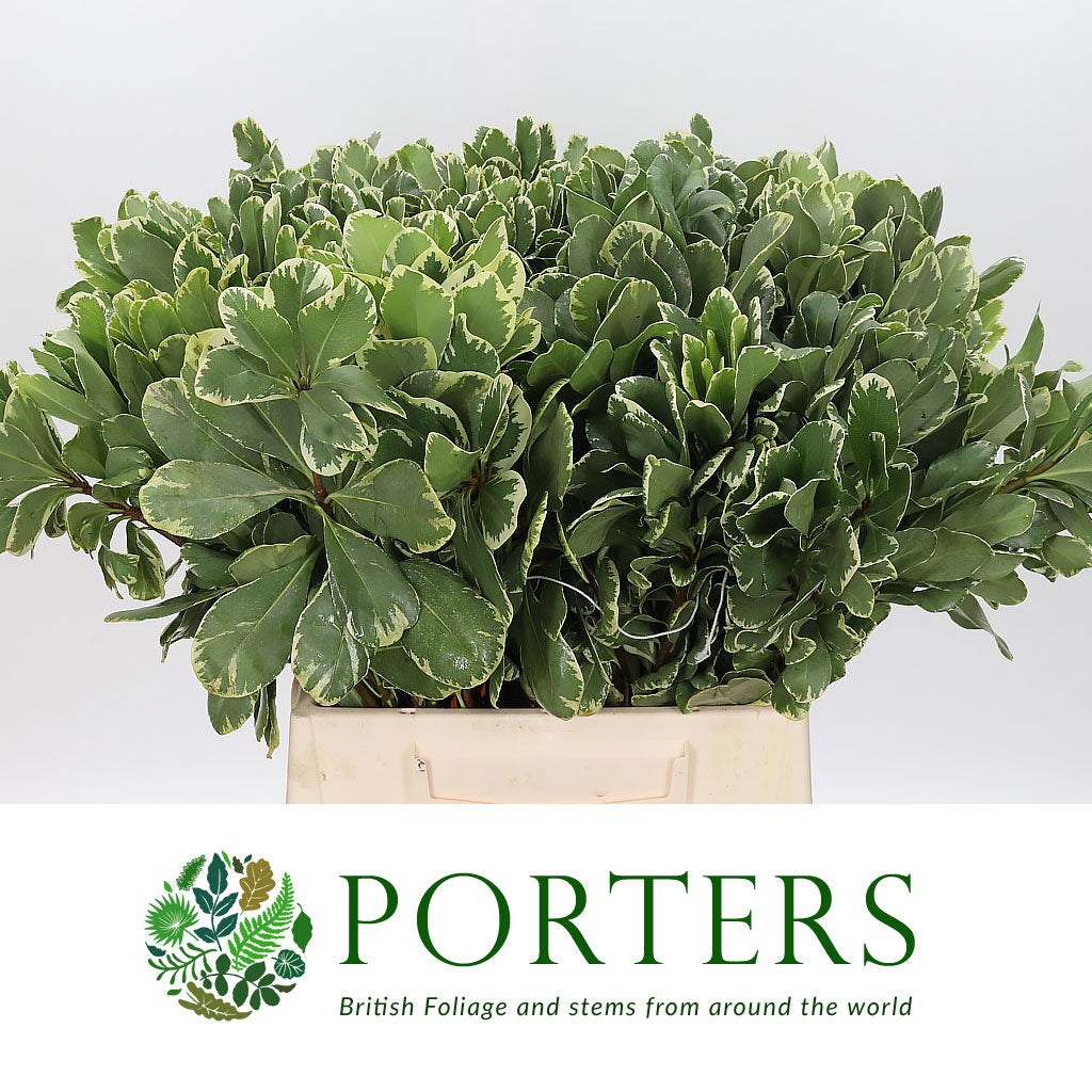 Pittosporum 'Variegated' (Large Leaf) (Various Lengths)