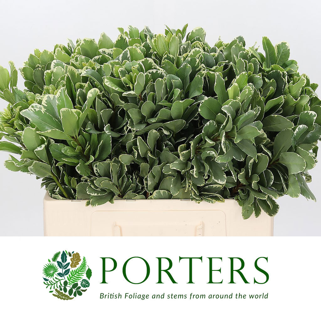 Pittosporum 'Variegated' (Large Leaf) (Various Lengths)
