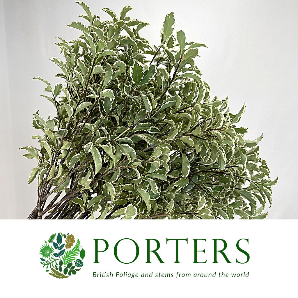Pittosporum &#39;Nigra&#39; (Silver Queen) (Various Sizes)