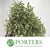 Pittosporum 'Nigra' (Silver Queen) (Various Sizes)