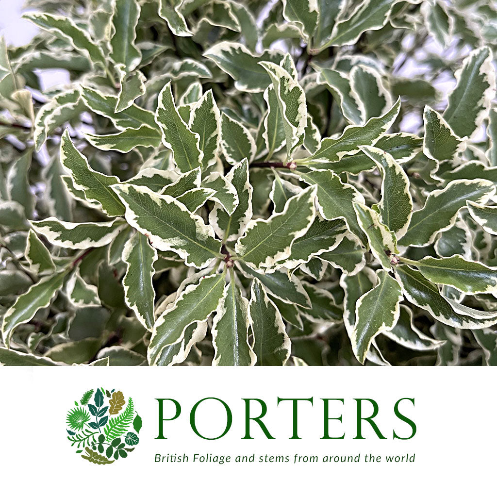 Pittosporum &#39;Nigra&#39; (Silver Queen) (Various Sizes)