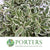 Pittosporum 'Nigra' (Silver Queen) (Various Sizes)