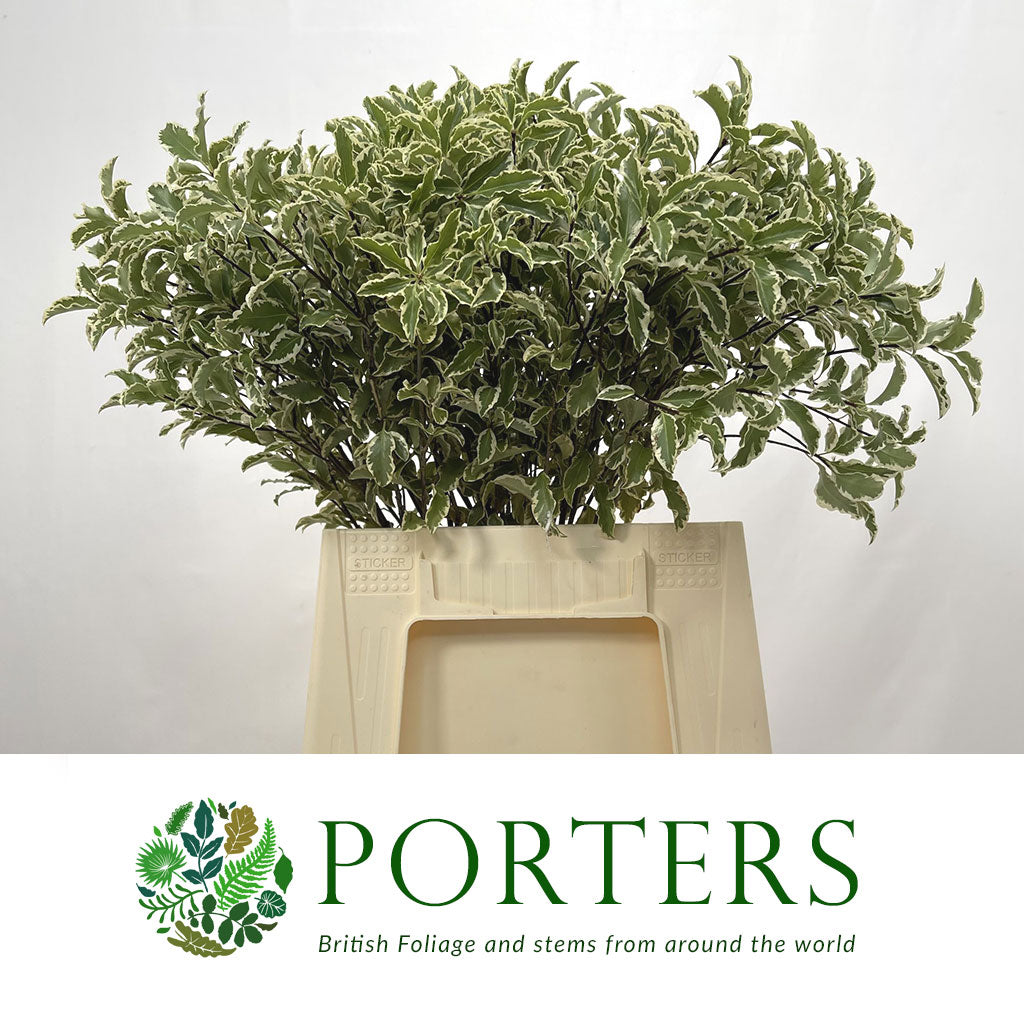 Pittosporum 'Nigra' (Silver Queen) (Various Sizes)