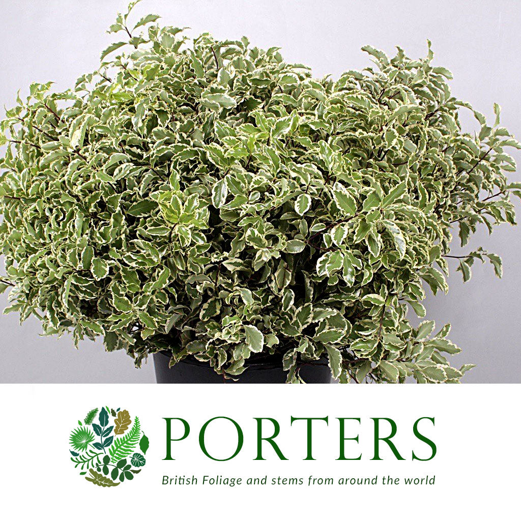 Pittosporum 'Nigra' (Silver Queen) (Various Sizes)