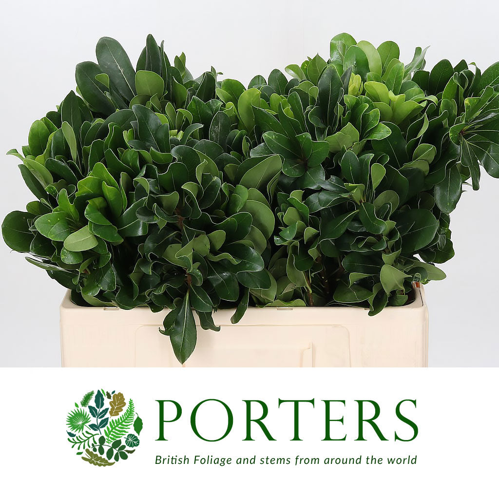 Pittosporum &#39;Green&#39; (Large Leaf) (Various Lengths)