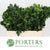 Pittosporum 'Green' (Large Leaf) (Various Lengths)